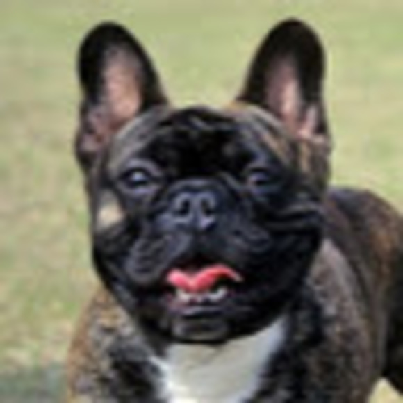 Meet your Posher, Dream - Picture 1 of 1